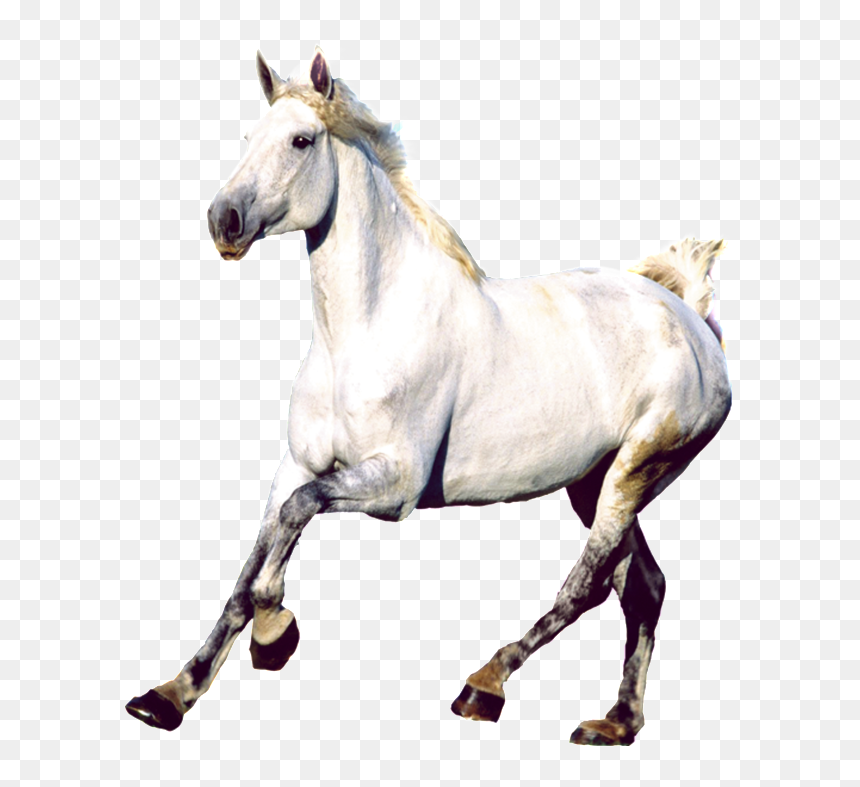 Transparent Mustang Horse Png - Caballos Png, Png Download - caballos png