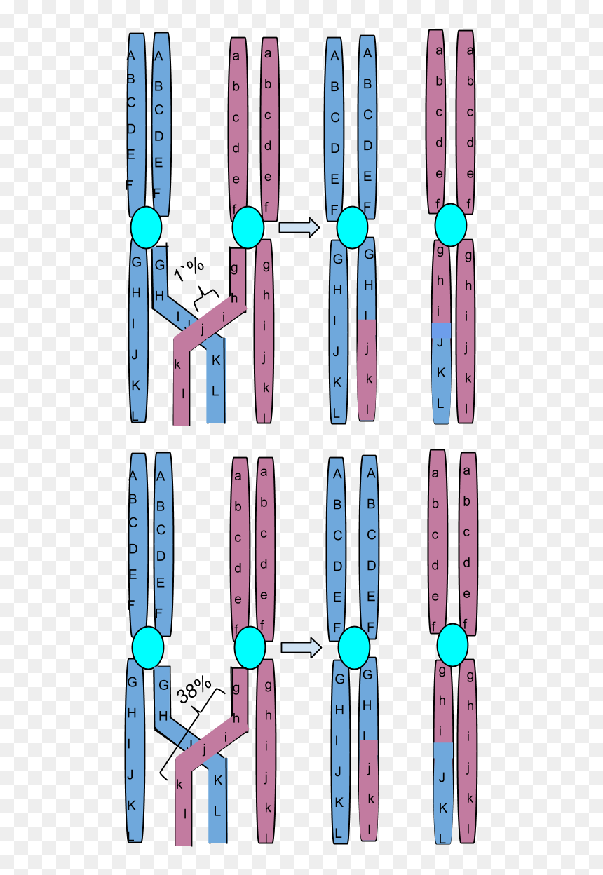 Chromosomal Crossing Over - Crossing Over Of Chromosomes, HD Png Download - chromosomes png