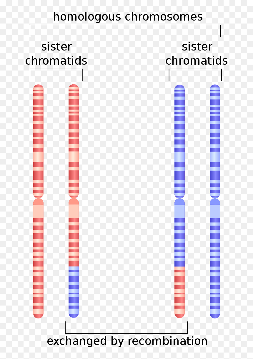 Difference Between Homologous And Homeologous Chromosomes - Homologous Chromosomes, HD Png Download - chromosomes png