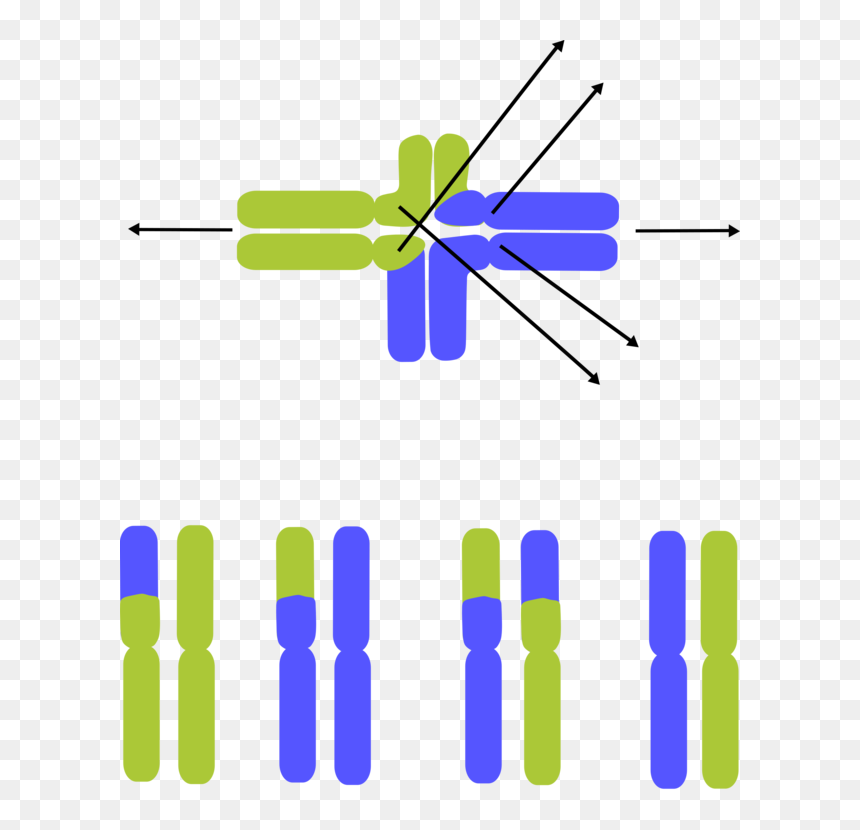 Angle,symmetry,area - Chromosomal Translocation Clipart, HD Png Download - chromosomes png