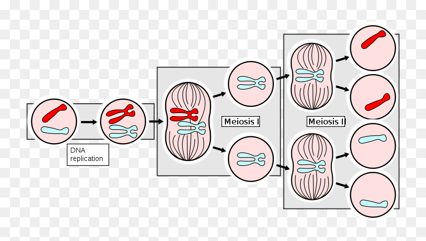Ahsmediacenter - Pbworks - Com/f/meiosisapng - Mitosis Definition, Transparent Png - chromosomes png