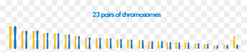 Chromosomes - Colorfulness, HD Png Download - chromosomes png