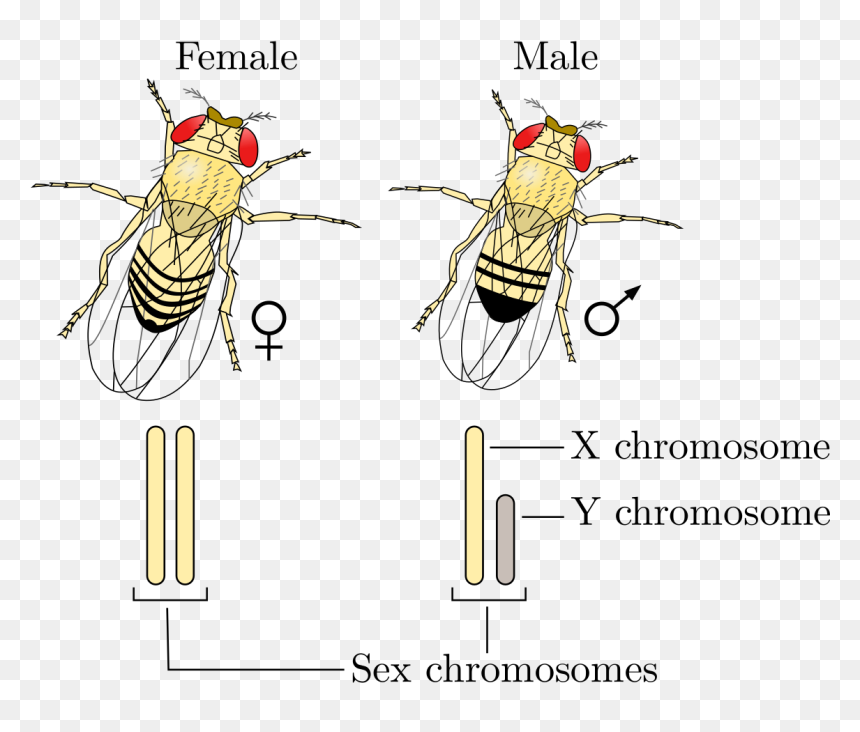 Chromosome Sexuel, HD Png Download - chromosomes png