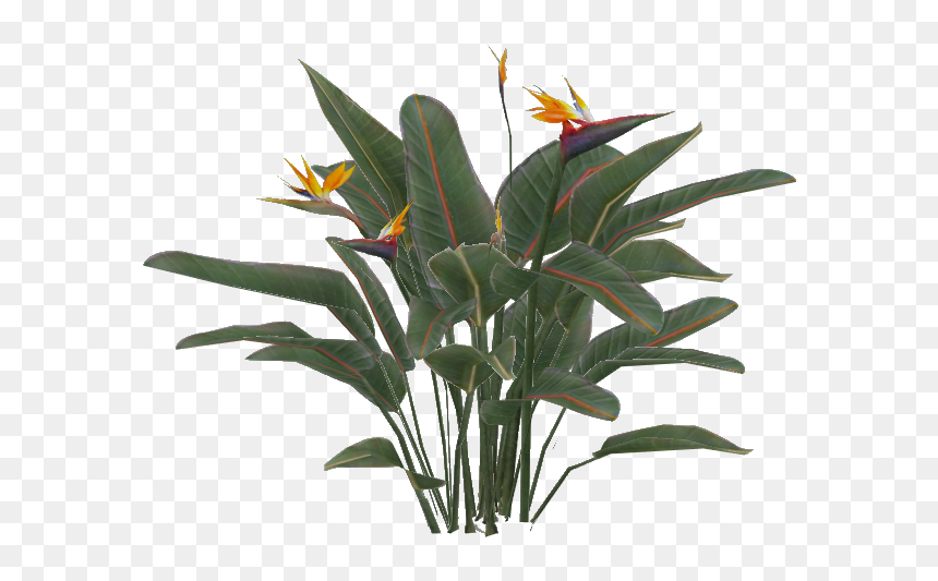 Thumb Image - Bird Of Paradise Plant Png, Transparent Png - plant .png
