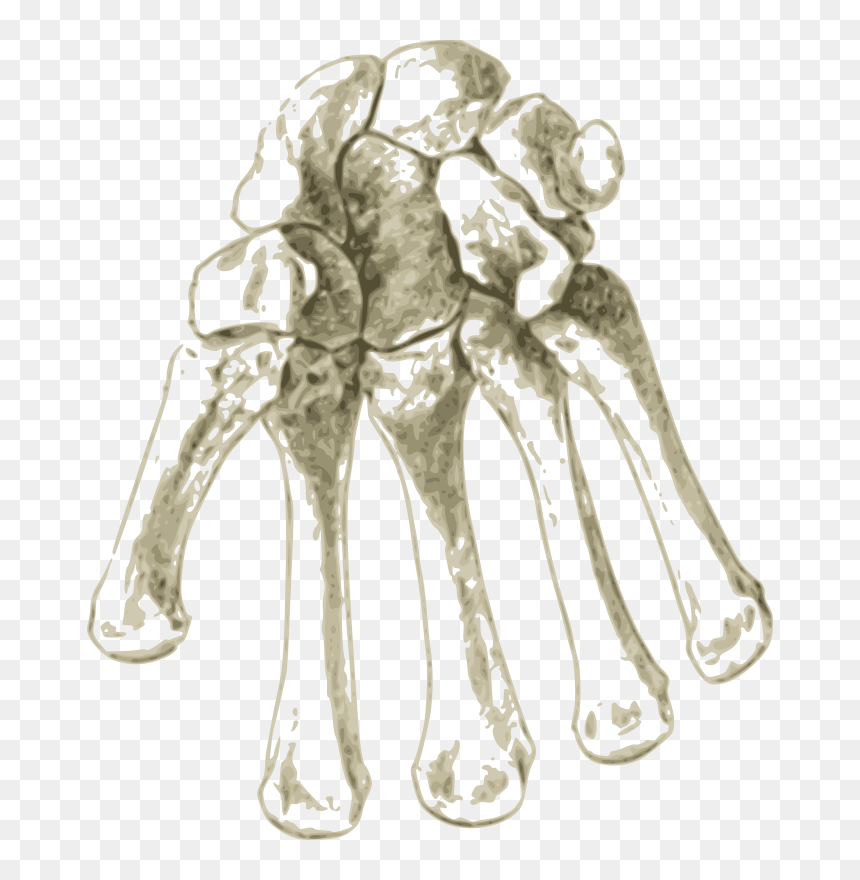 Bones In Human Hand - Radius And Ulna, HD Png Download - human bones png
