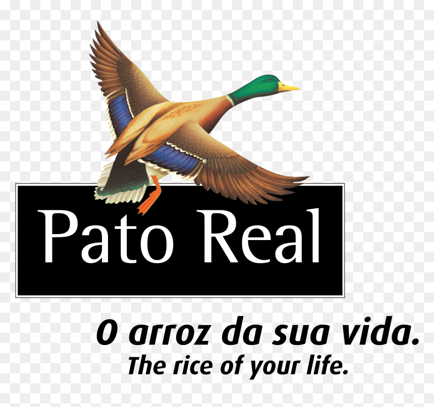 Mallard, HD Png Download - pato png