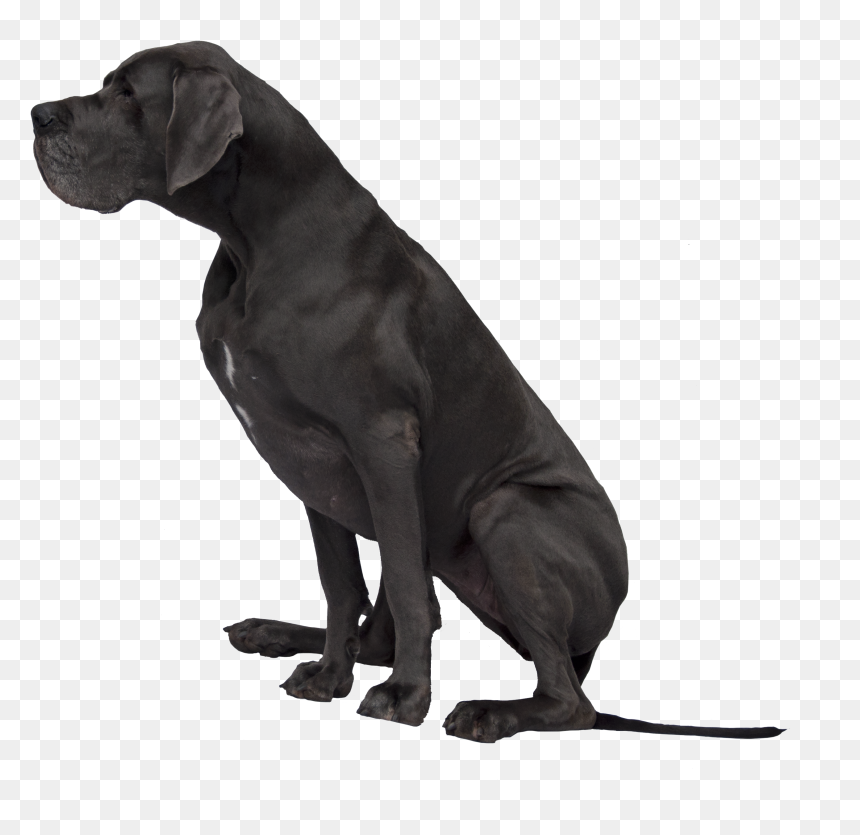 Black Great Dane Png Image, Transparent Png - great png
