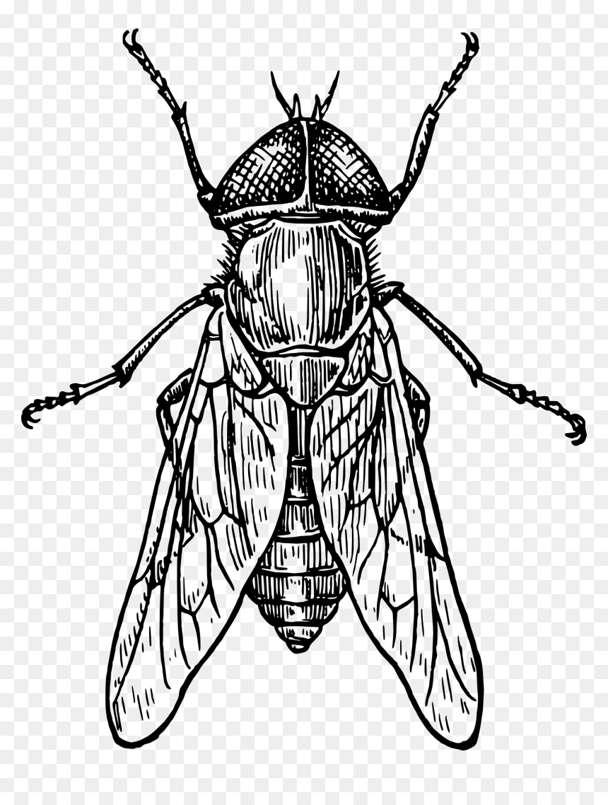 Collection Of Free Beetle Drawing Detailed Download - Insect Black And White, HD Png Download - scarab png