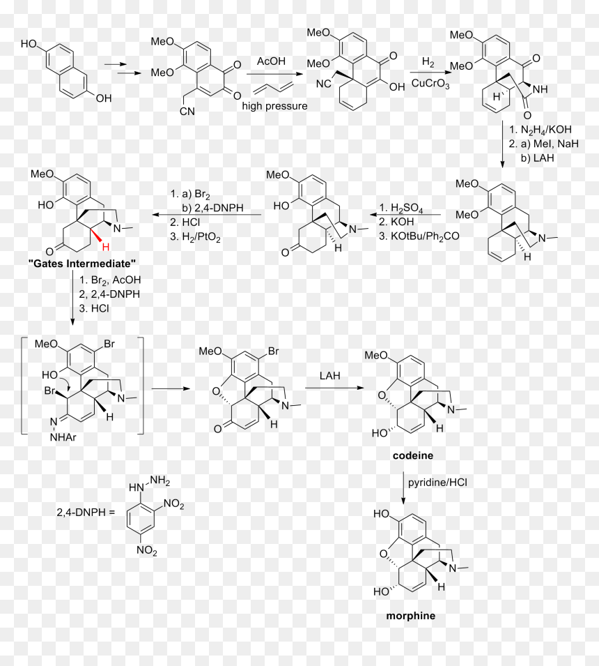 Gates Synthesis - Simple Synthesis Of Morphine, HD Png Download - nah png