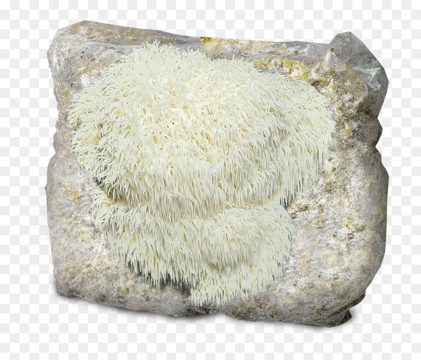 Transparent Lion Mane Png - Lion's Mane, Png Download - shroom png