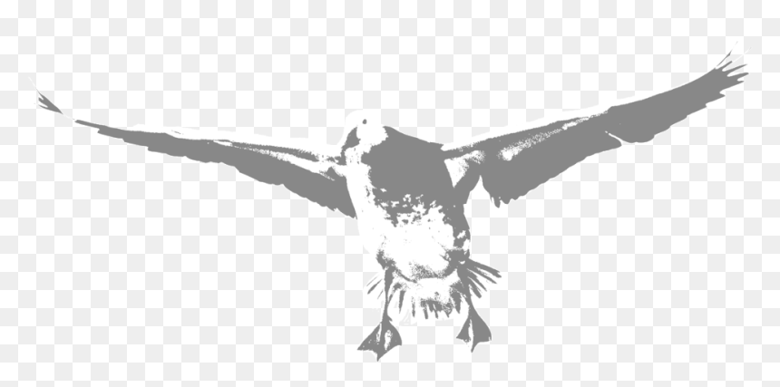Transparent Goose Png - Golden Eagle, Png Download - osprey png