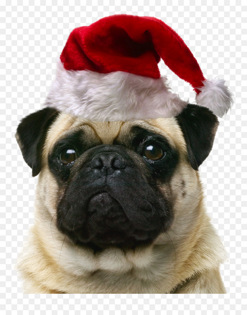 Pet Cat Dog Puppy Sitting Free Hd Image Clipart - Pug, HD Png Download - catdog png