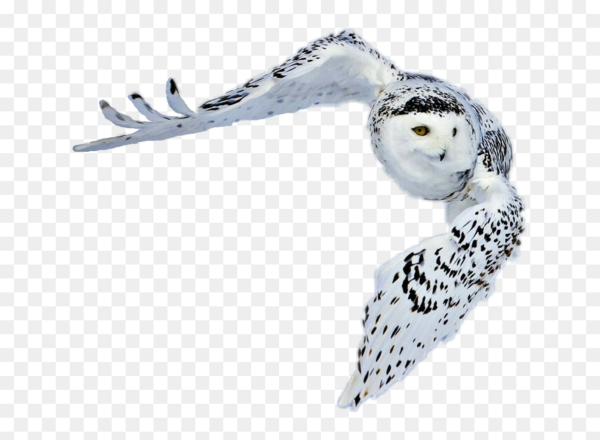 #snowy Owl In Flight
thomas, Oklahoma - Greenland Animals With Name, HD Png Download - snowy owl png