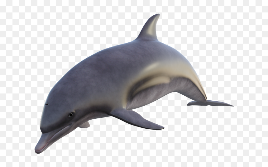 Golfinho Png, Transparent Png - delfin png