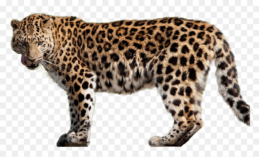 Amur Leopard Png, Transparent Png - cheetah running png
