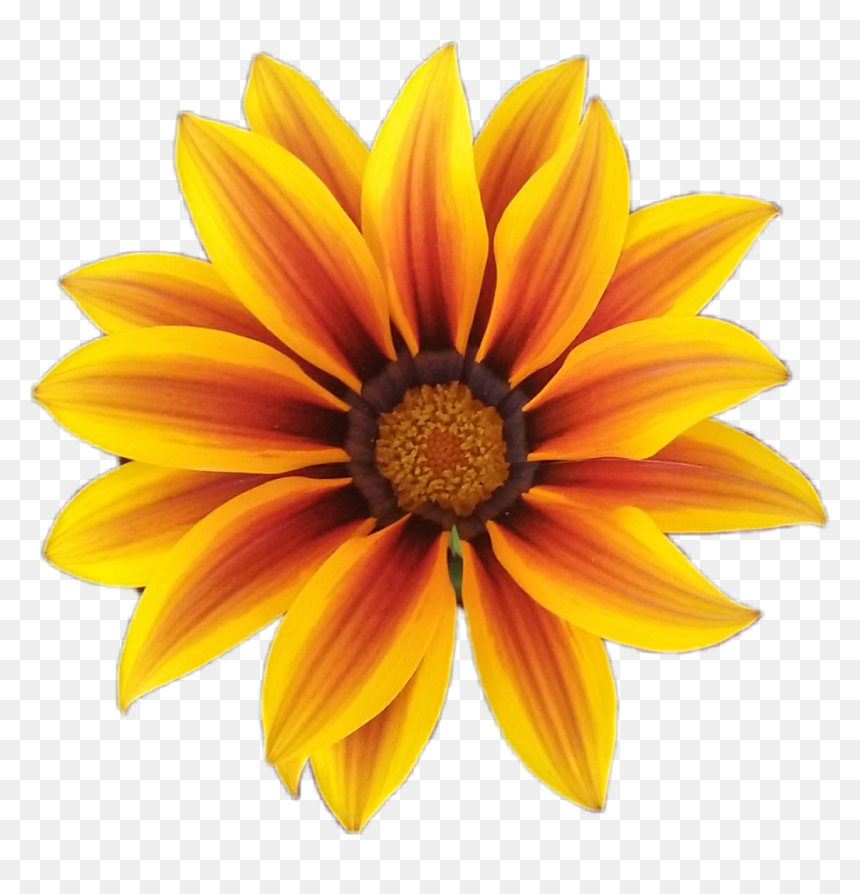 #fleur #flower #orange #orangeflower #fleurorange #nature - Ic 3 Gadda, HD Png Download - fleur png