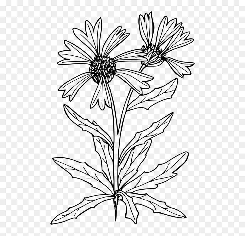 Symmetry,monochrome Photography,petal - Line Art, HD Png Download - tips icon png