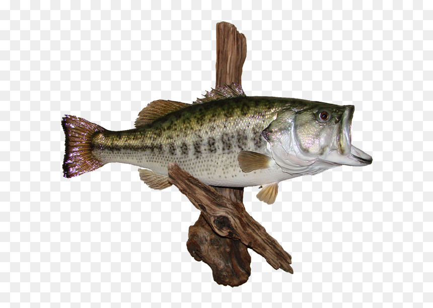 Largemouth Bass Mount - Black Crappie, HD Png Download - large mouth bass png