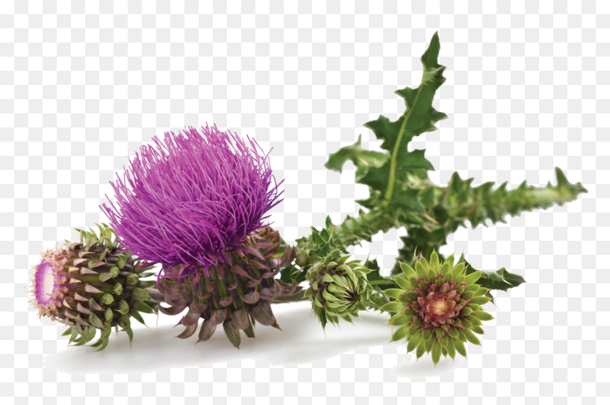 Milk Thistle, HD Png Download - thistle png