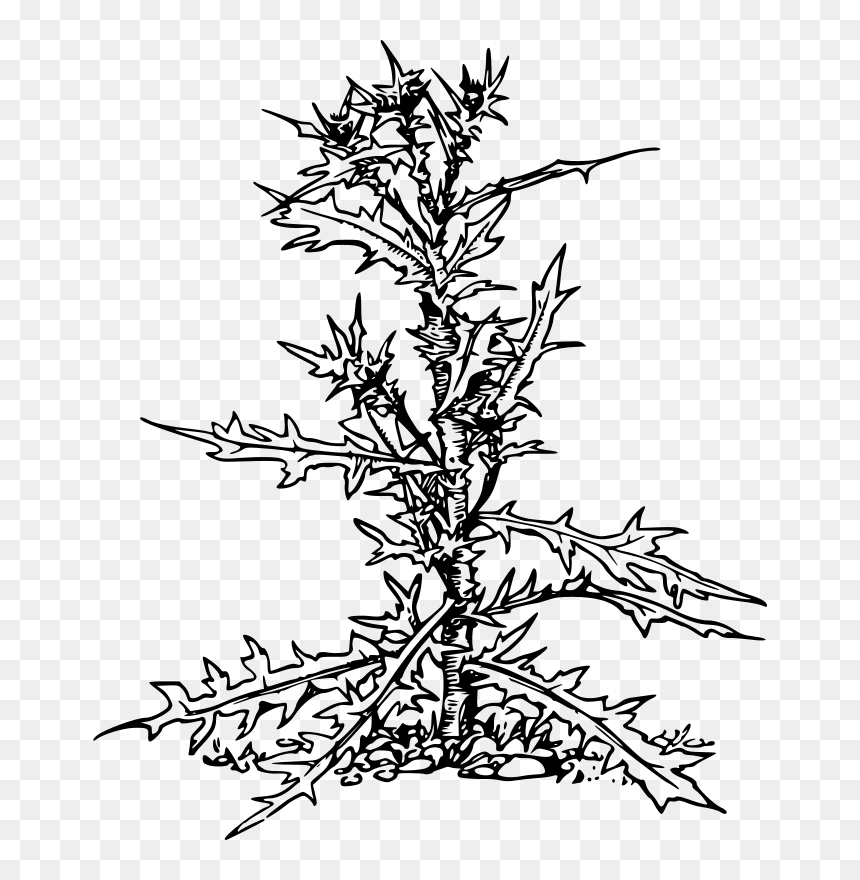 Thistle - Clip Art, HD Png Download - thistle png