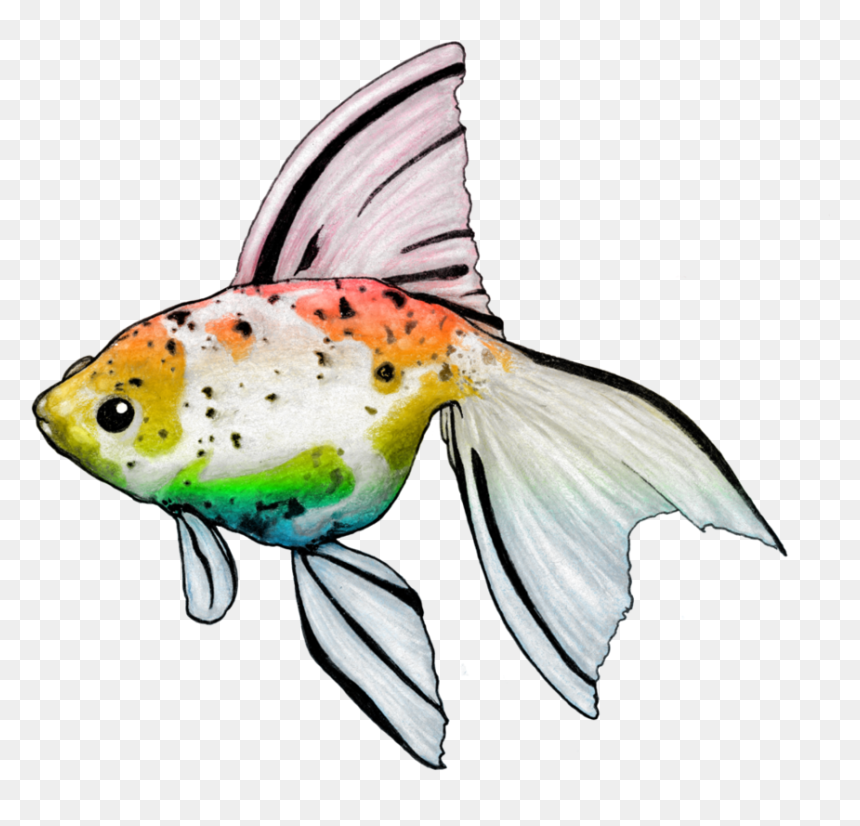 Bony-fish, HD Png Download - goldfish png
