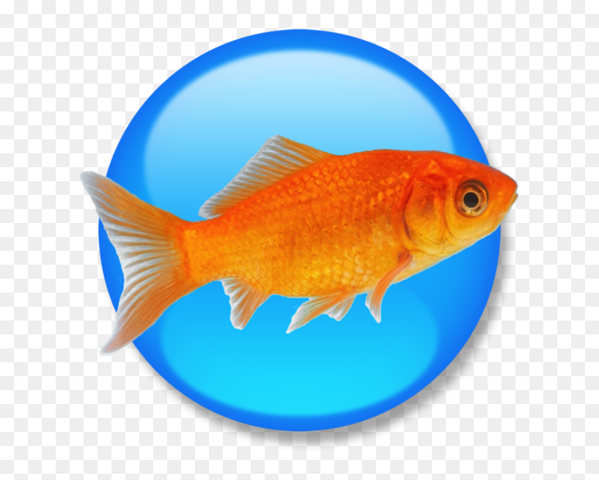 Goldfish, HD Png Download - goldfish png