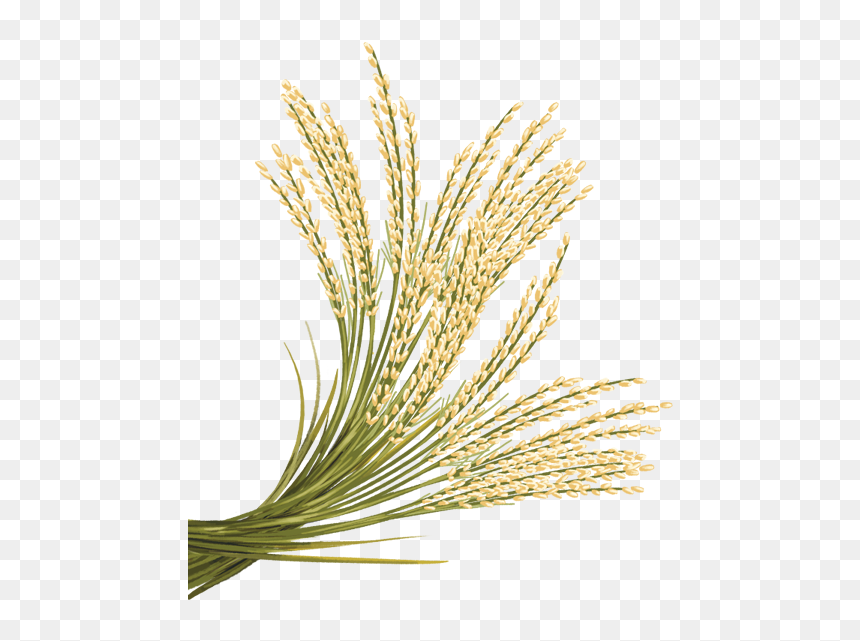 Rice Png, Transparent Png - rice png