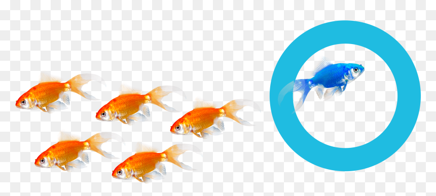 Goldfish, HD Png Download - goldfish png