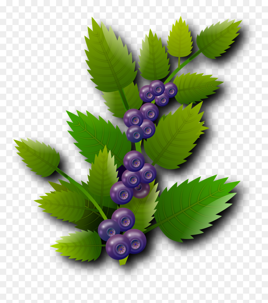 Fruits Png, Transparent Png - fruits png