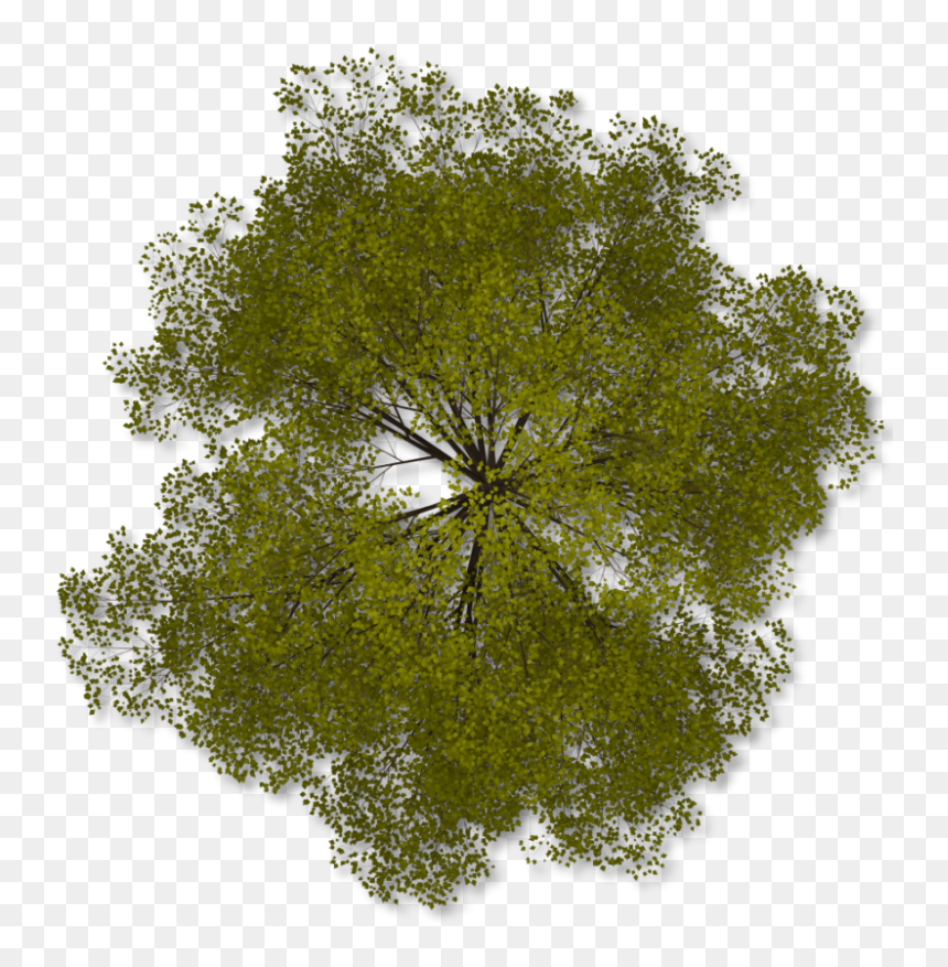 Transparent Background Trees Png Plan, Png Download - tree plan png