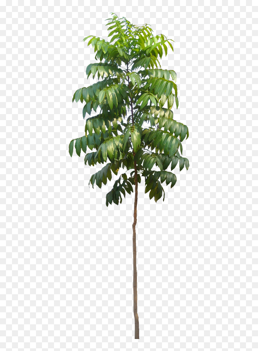 Small Mahogany Plant, HD Png Download - tree plan png
