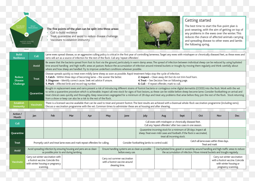 Sheep, HD Png Download - tree plan png