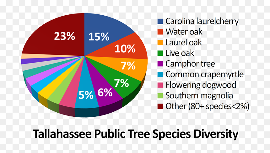 University Of Phoenix New, HD Png Download - tree plan png