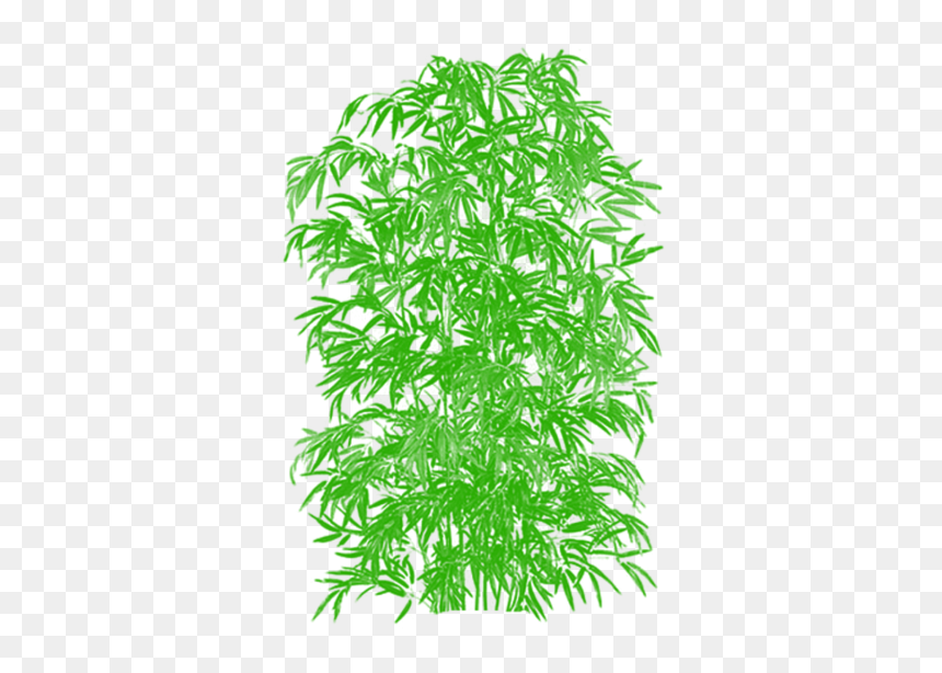 Bamboo Plant Png Vector, Transparent Png - tree plan png