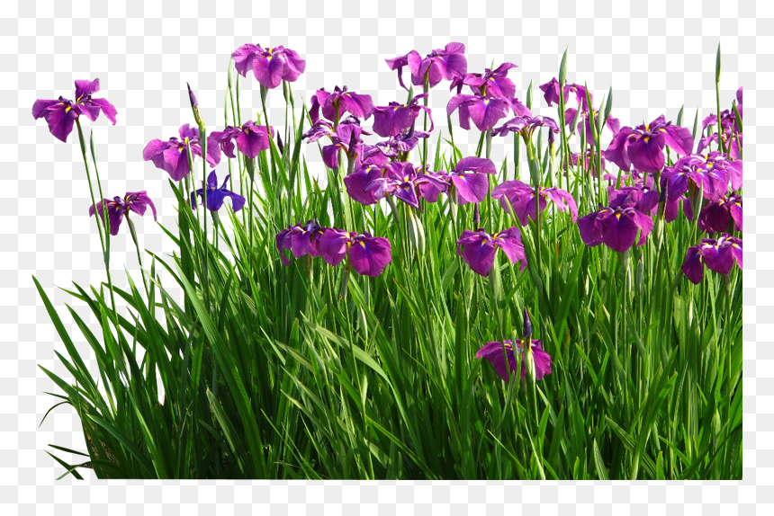 Psd Flower Garden Grass Png, Transparent Png - grass flower png