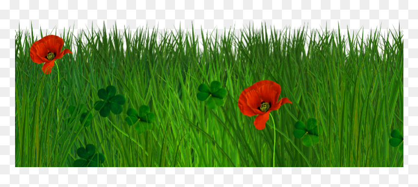 Green Grass Transparent Background, HD Png Download - grass flower png