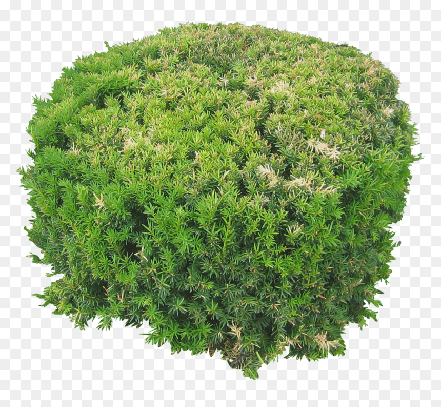 Architectural Plant Top View Png, Transparent Png - grass flower png