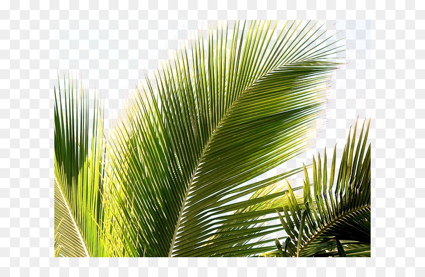 Holy Week Palm Sunday 2018, HD Png Download - palms png