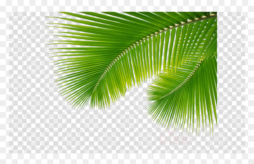 Transparent Palm Leaves Png, Png Download - palms png