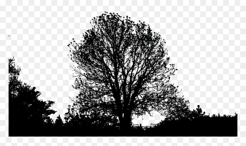 Forest & Tree, HD Png Download - forest silhouette png