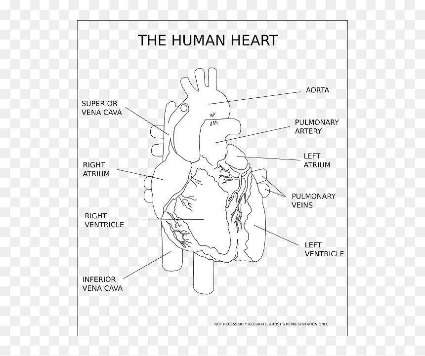 Human Heart Black And White, HD Png Download - human heart png