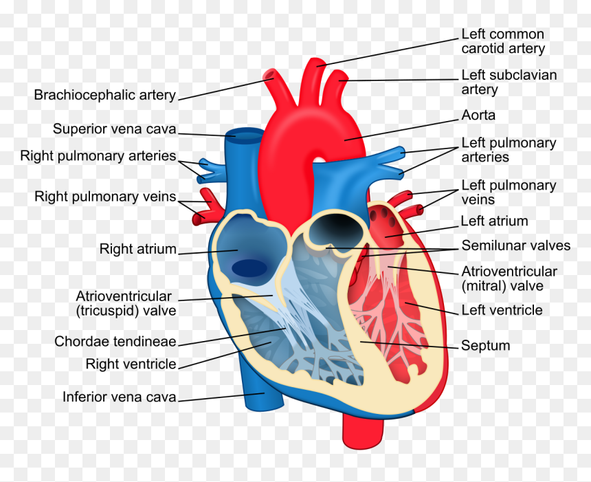 Chordae Tendineae, HD Png Download - human heart png