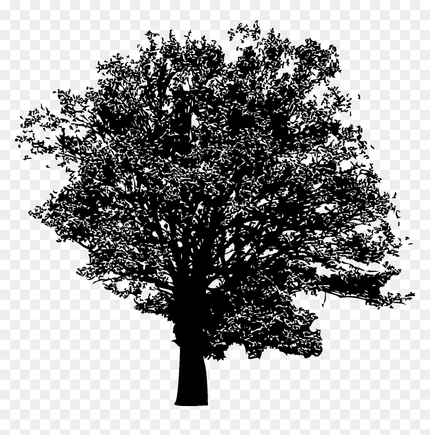 Plane-tree Family, HD Png Download - forest silhouette png