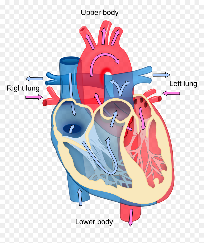 Heart Lub Dub, HD Png Download - human heart png