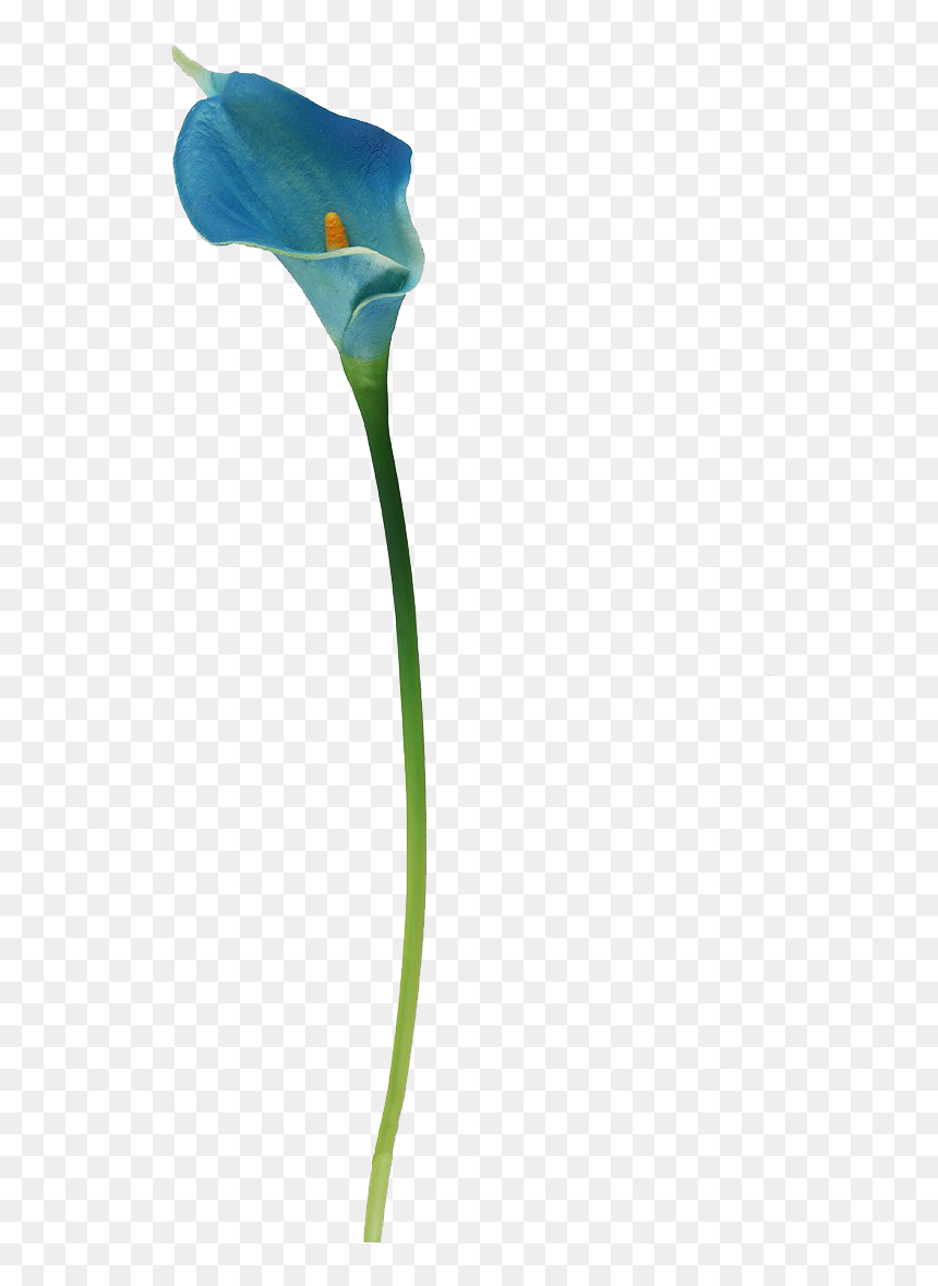 Arum, HD Png Download - white flowers png