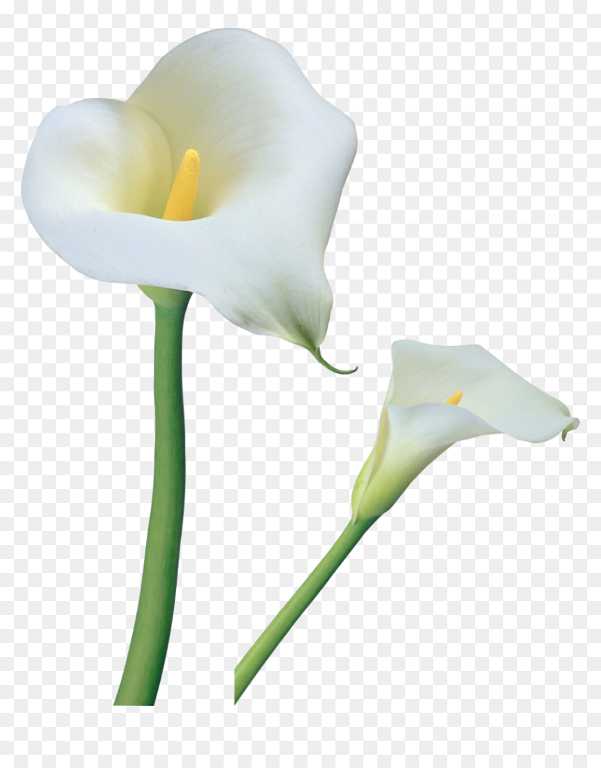 Calla Lily Flower Png, Transparent Png - white flowers png
