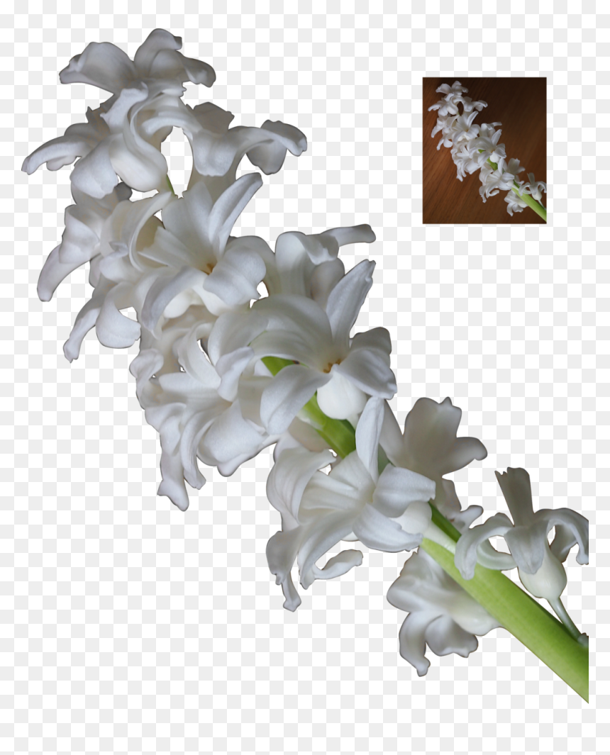 White Flowers Png, Transparent Png - white flowers png