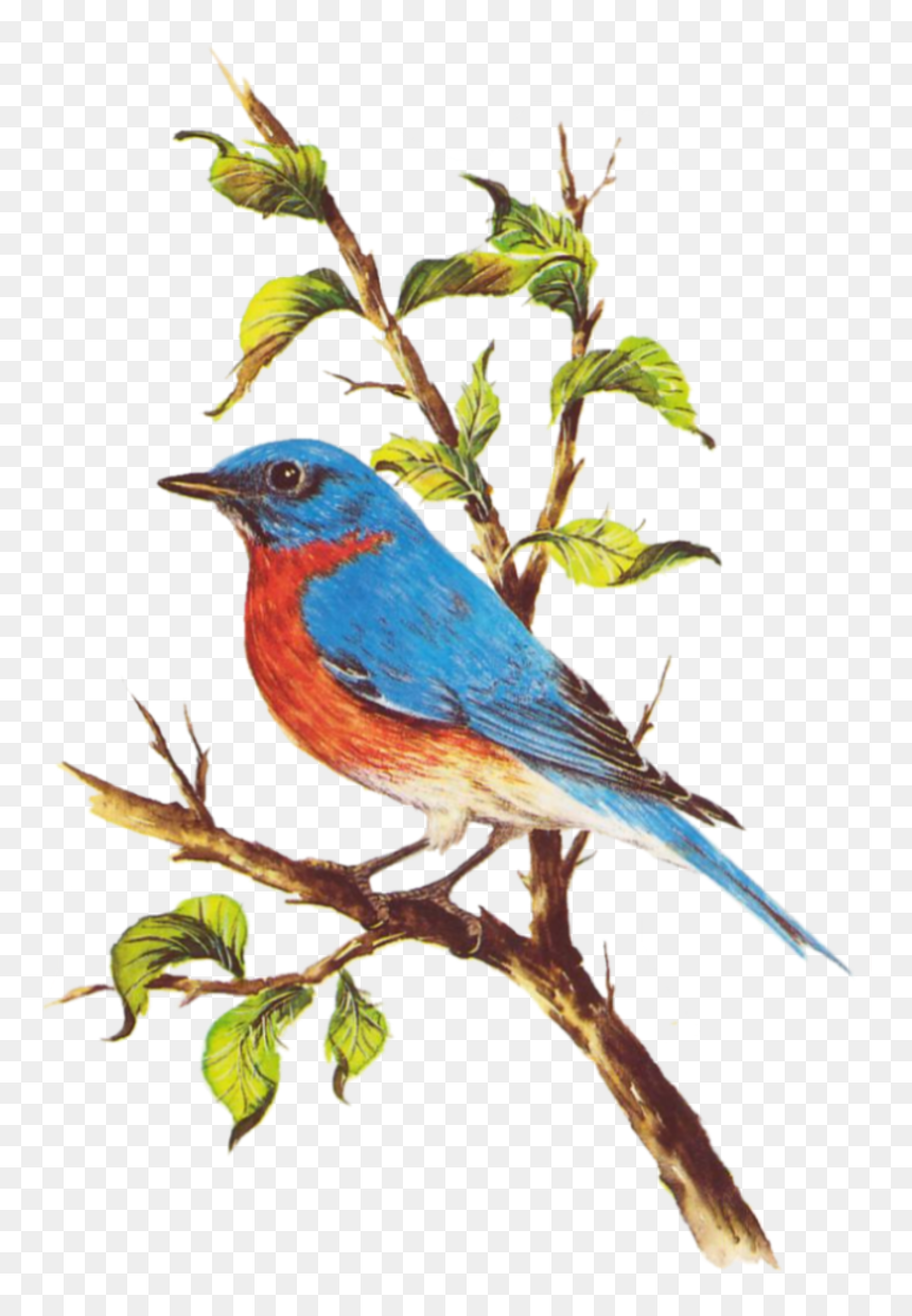 Transparent Pajaros Png - Eastern Bluebird, Png Download - bluebird png