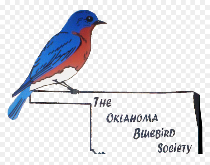 Blue Bird Oklahoma, HD Png Download - bluebird png