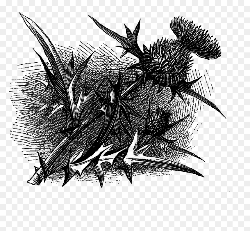 Wildflower Floral Image Transfer Printable Flower Clipart - Sketch, HD Png Download - thistle png